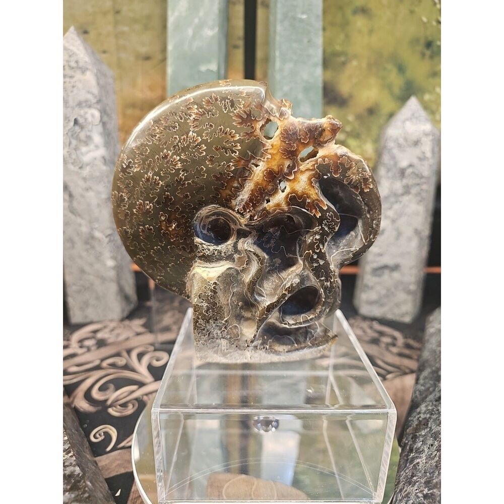 1.32LB Rare! Natural Tentacle Ammonite FossilSpecimen Shell Healing Madagascar -